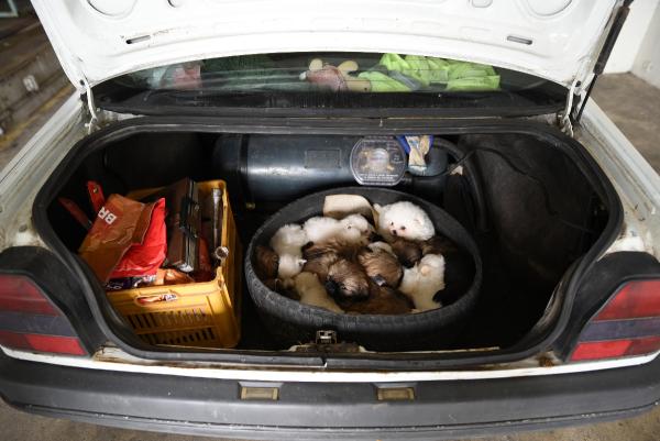 Kapıkule’de otomobilin bagajından 15 yavru köpek çıktı