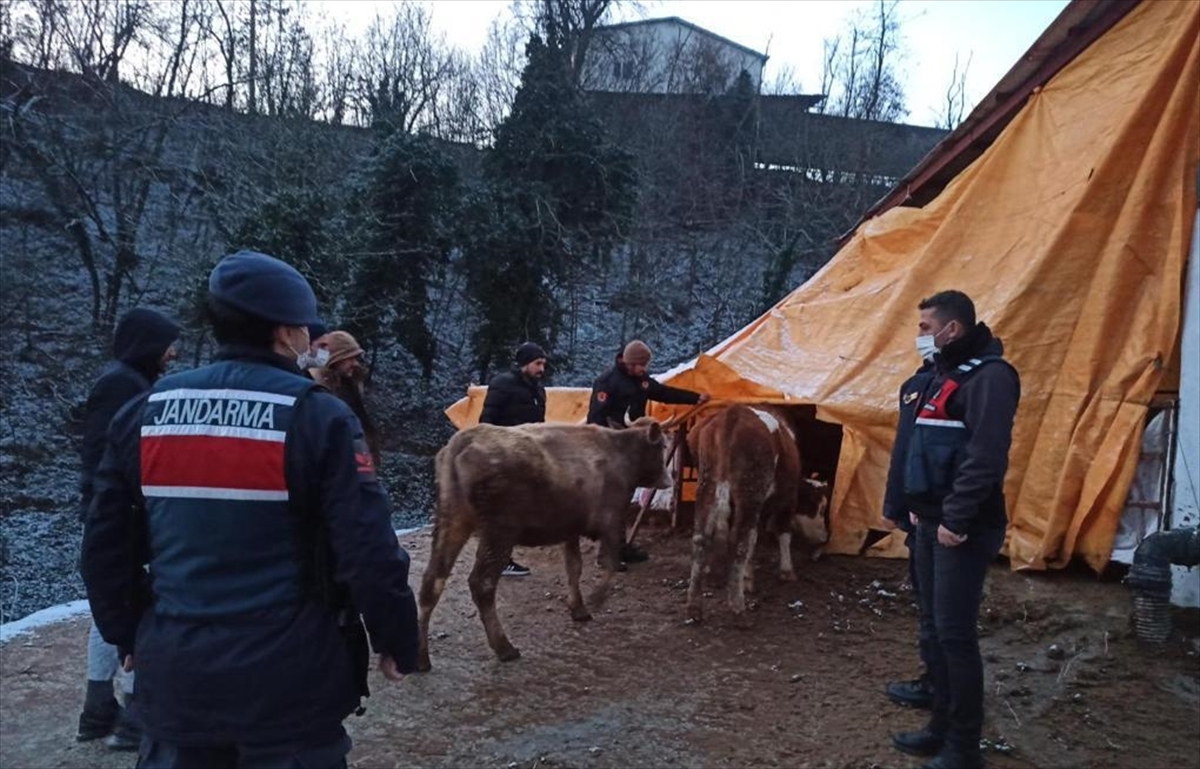 Bursa'da büyükbaş hayvan çalan 3 kişi gözaltına alındı