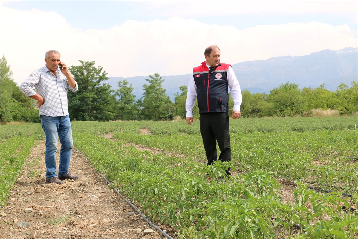 Erzincan’da etkili olan dolu tarım alanlarına zarar verdi