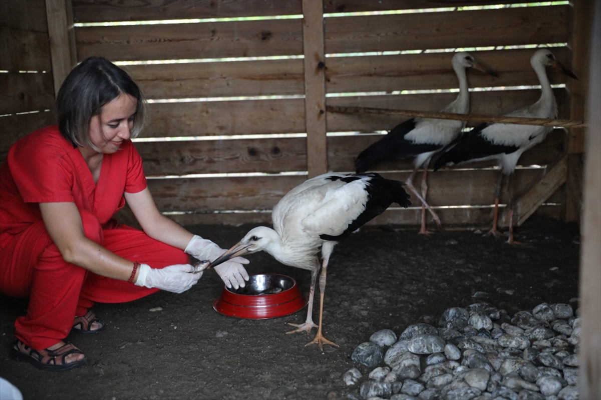 Kızılırmak Deltası Kuş Cenneti'ndeki ilk yardım ünitesinde 45 göçmen kuş tedavi edildi