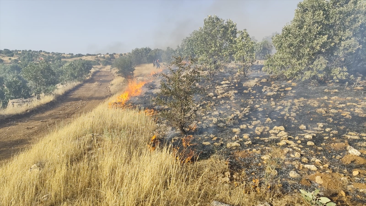 Mardin'de ormanlık alanlarda çıkan yangınlara müdahale ediliyor