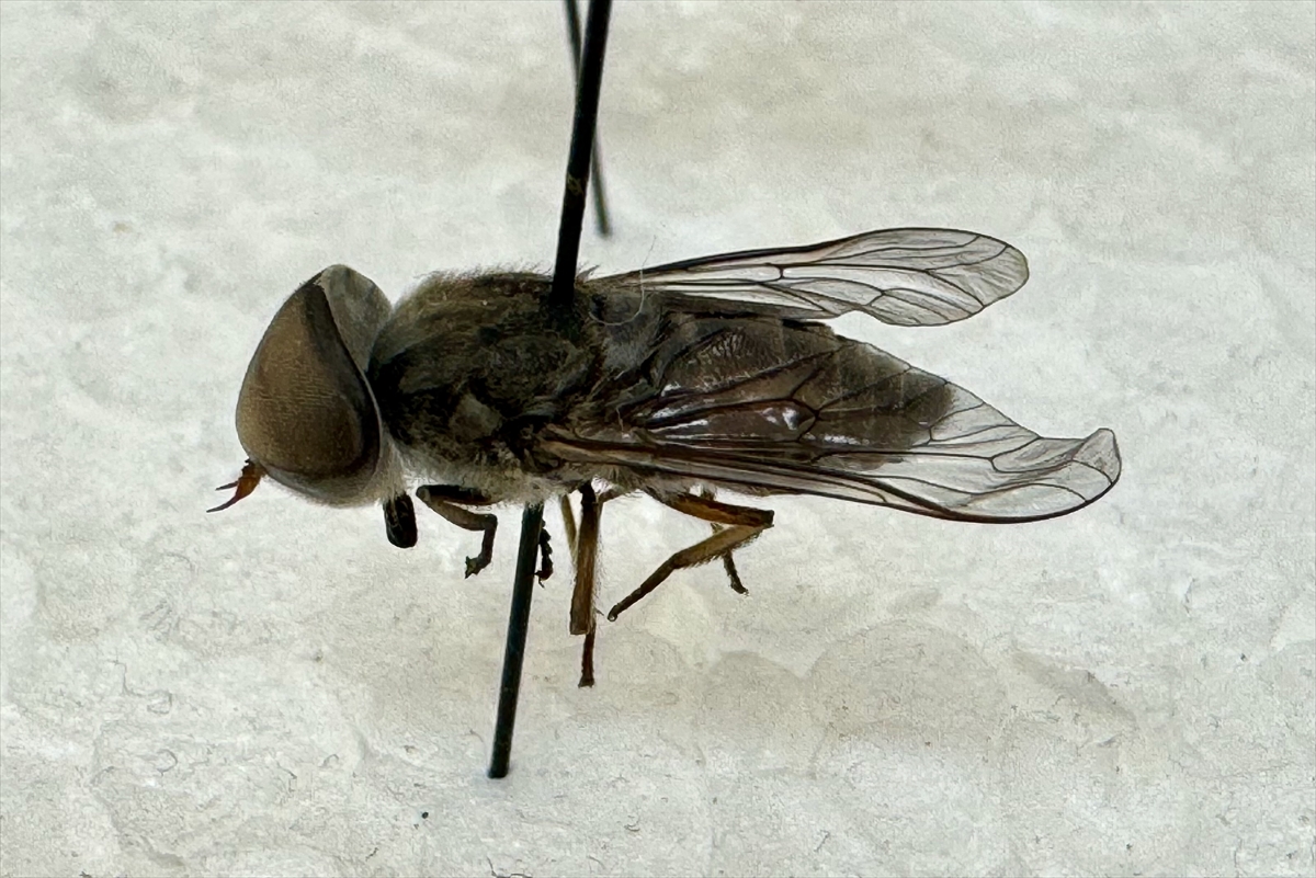 Milas'ta tespit edilen endemik iki sinek türü literatüre kazandırıldı
