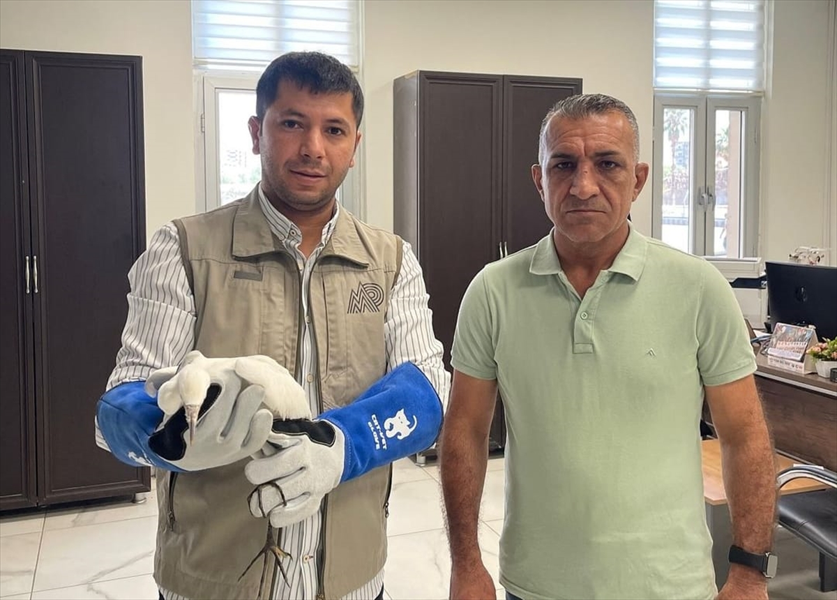 Şırnak'ta yaralı bulunan küçük ak balıkçıl tedavi altına alındı