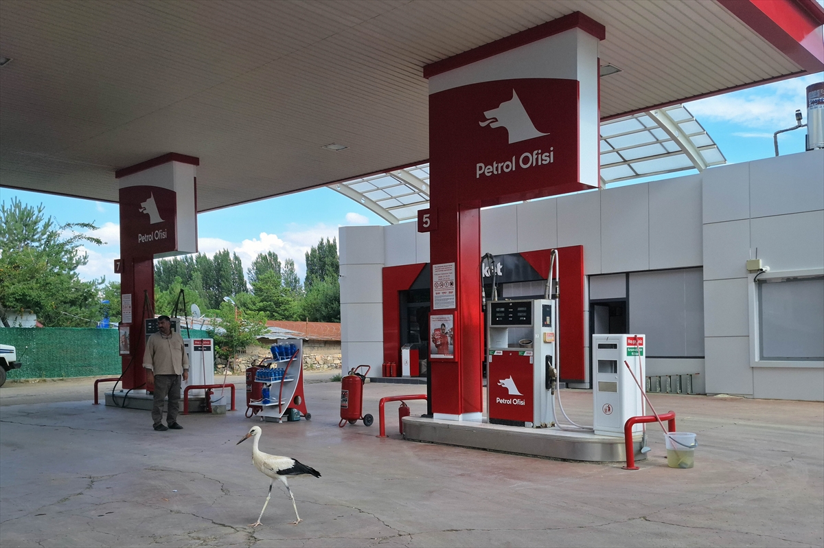 Sivas'ta uçamayan leylek yavrusu benzin istasyonunun misafiri oldu