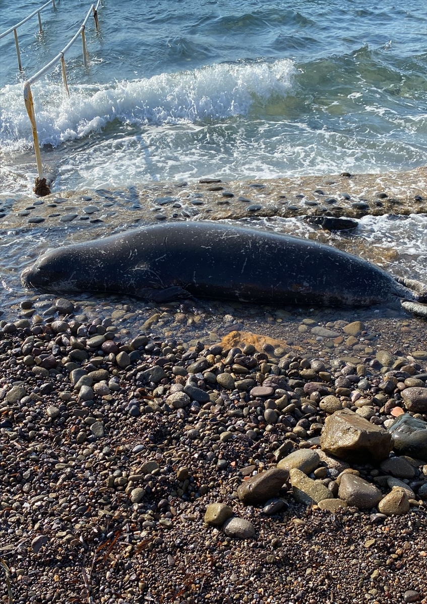 Bodrum'da bitkin halde kıyıya vuran Akdeniz foku telef oldu