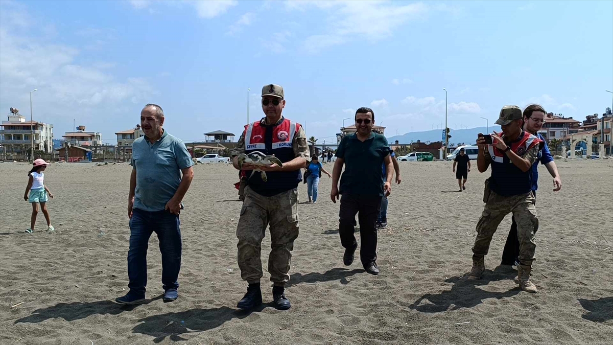 Hatay'da tedavileri tamamlanan 5 kaplumbağa denize bırakıldı