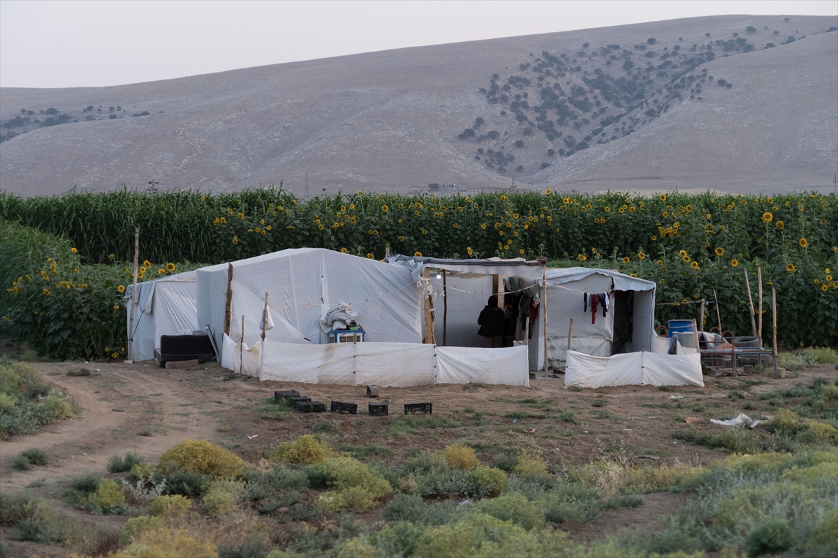 Terör örgütü PKK nedeniyle Sincar'a dönemeyen Yezidiler, Duhok'ta çiftçilikle geçinmeye çalışıyor