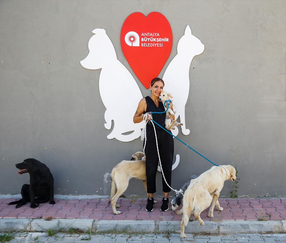 Antalya Büyükşehir Belediyesi barınağındaki 642 kedi ve köpek sahiplendirildi