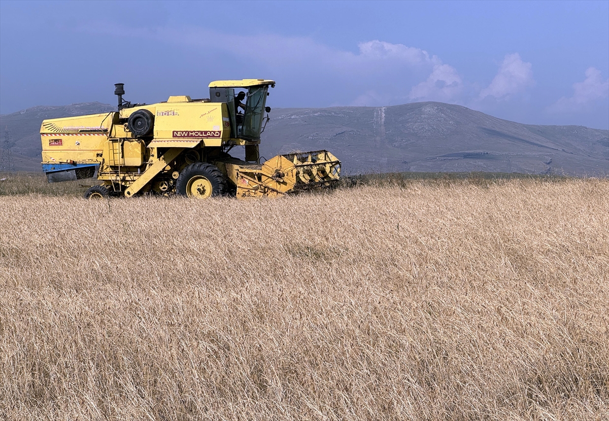 Ardahan'da tescilli kavılca buğdayında hasat dönemi başladı