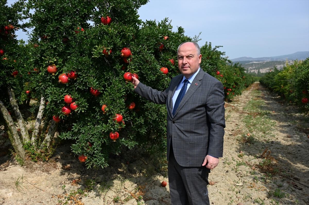 Denizli'de ihracatlık nar hasadı başladı