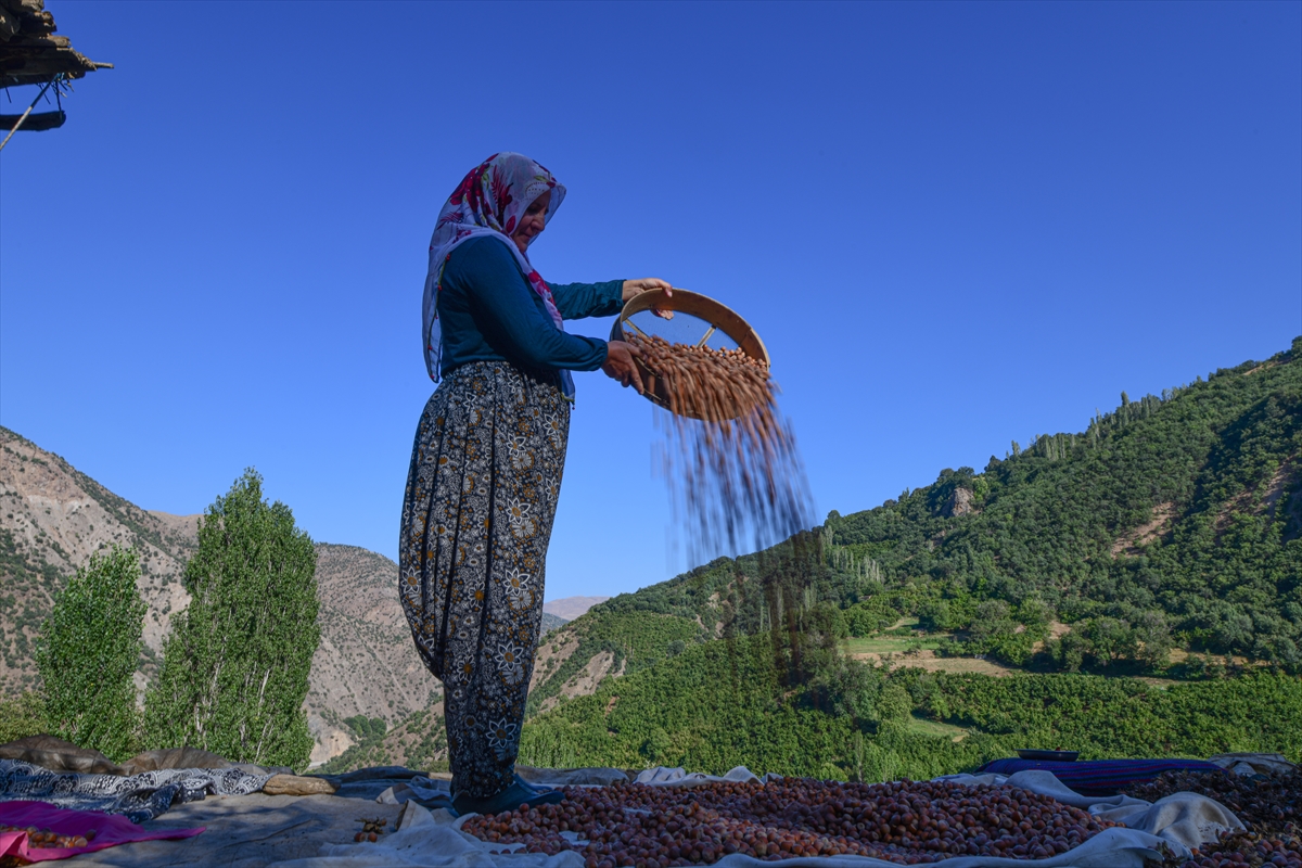 Hizan'da çiftçiler fındık hasadında