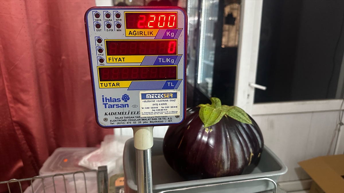 Ispartalı çiftçinin bahçesinde 2 kilo 200 gramlık patlıcan yetişti