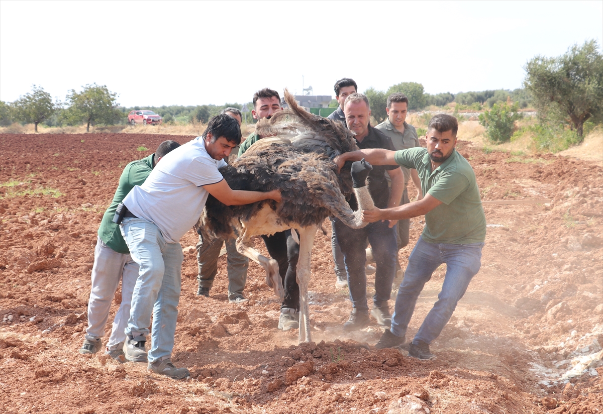 Kilis'te sahipsiz deve kuşu yakalanarak koruma altına alındı