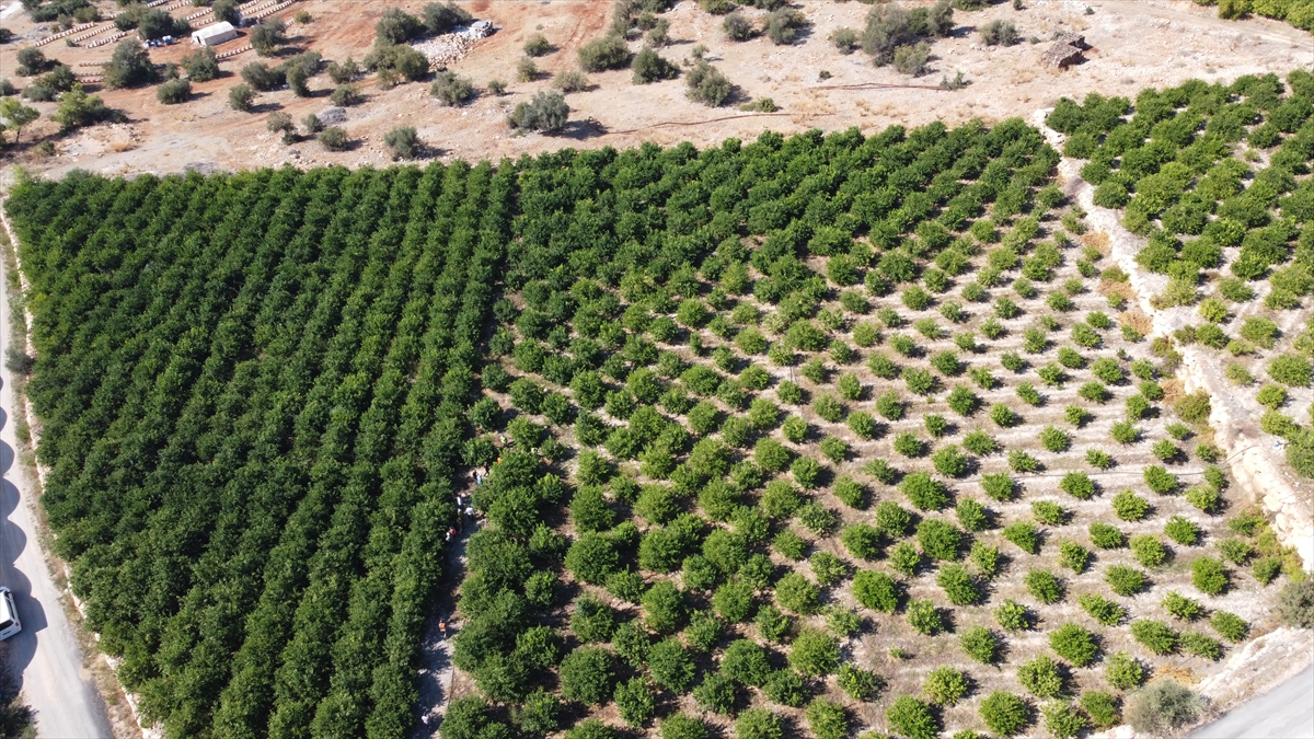 Mersin'de erkenci limon hasadı başladı