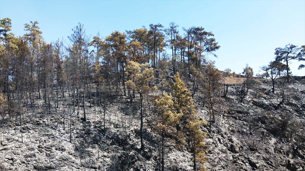 Muğla'da çıkan orman yangınına müdahale sürüyor