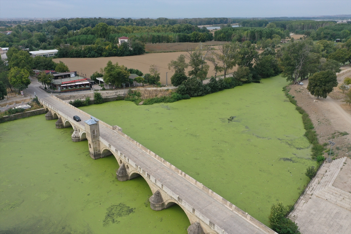 Tunca Nehri'ni “yeşile boyayan” yosun ve su mercimeklerinin yayılımı arttı