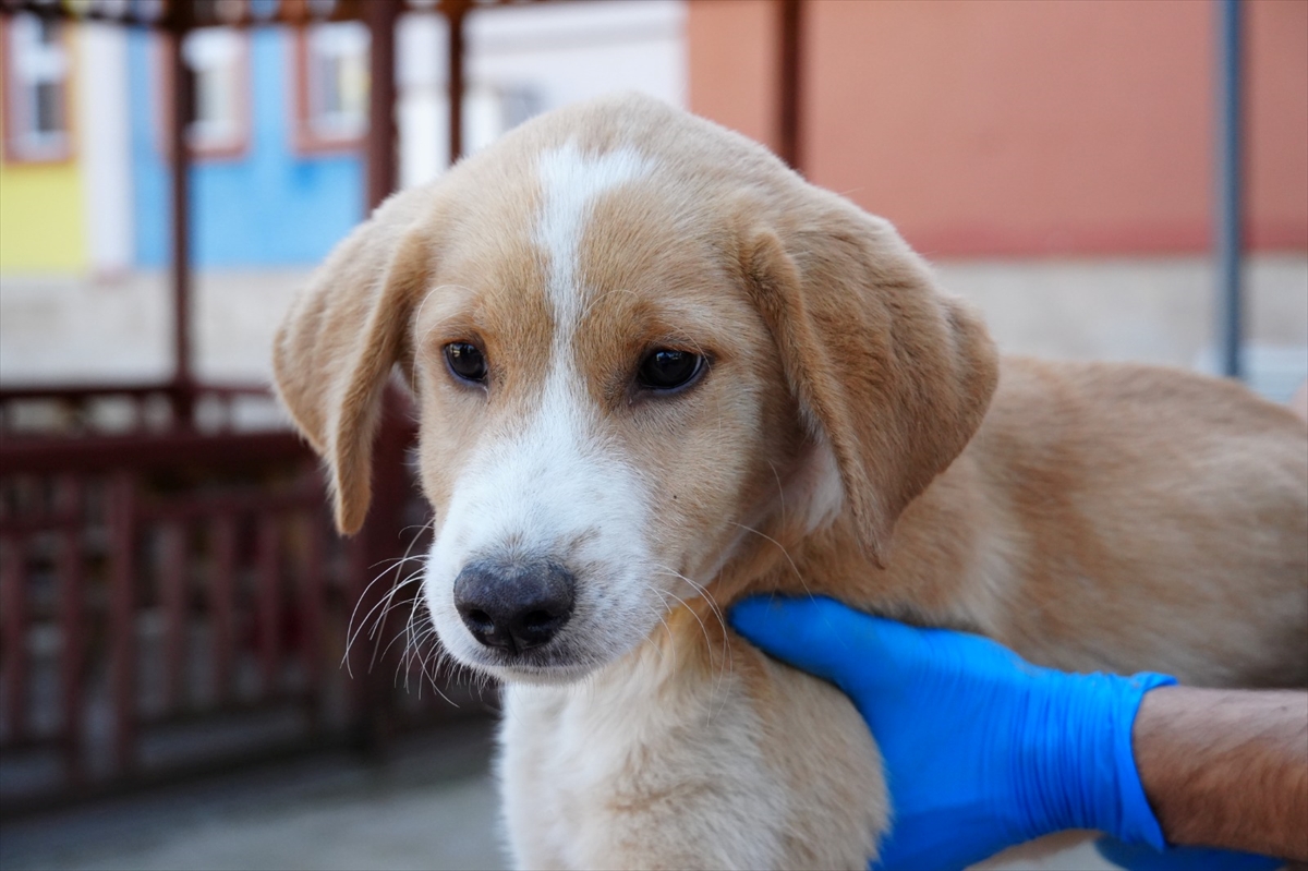 Düzce'de rehabilitasyon merkezindeki köpek yavrusunu engelsiz yaşam merkezi sahiplendi