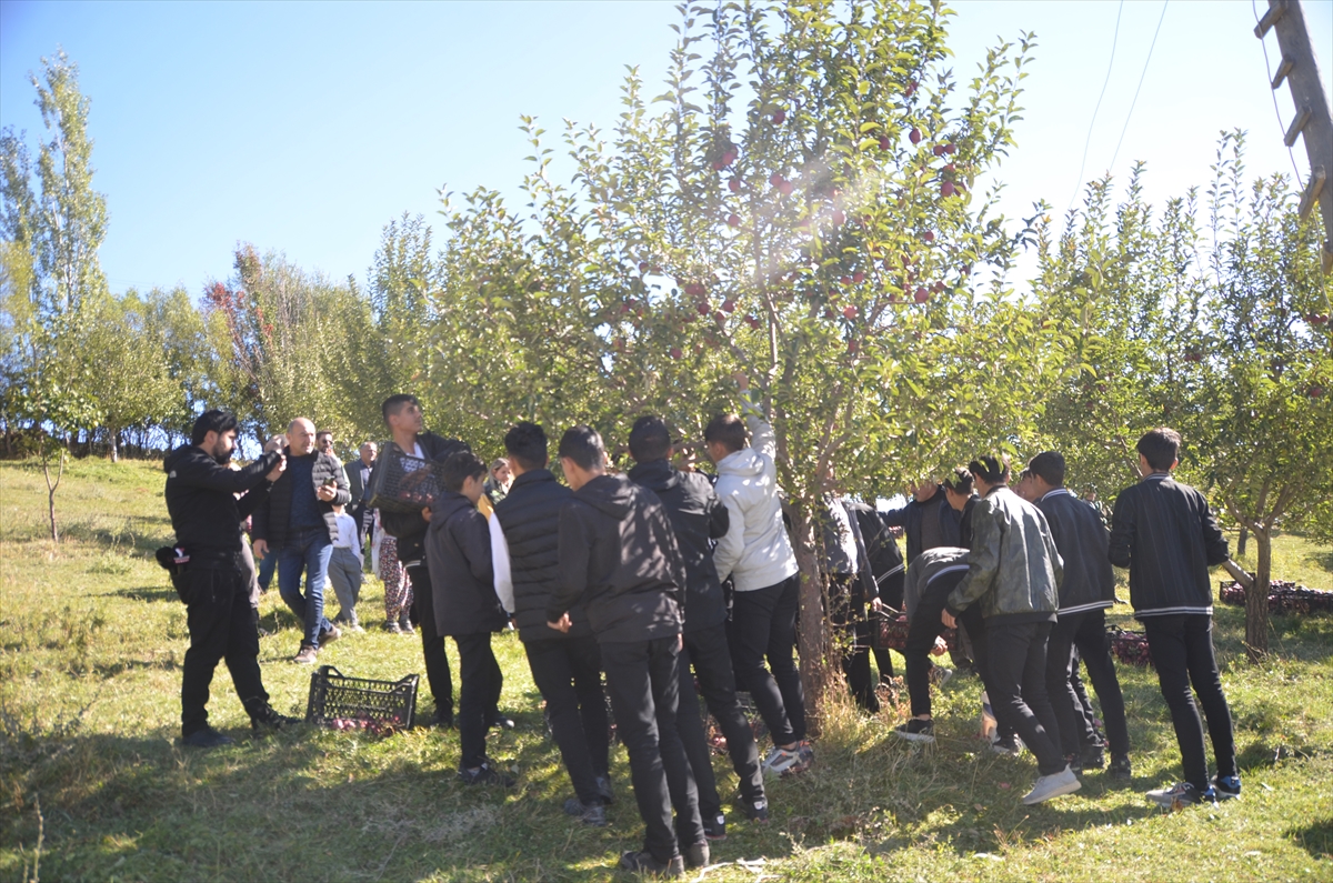 Hakkari'de tarım öğrencileri elma hasadı yaptı