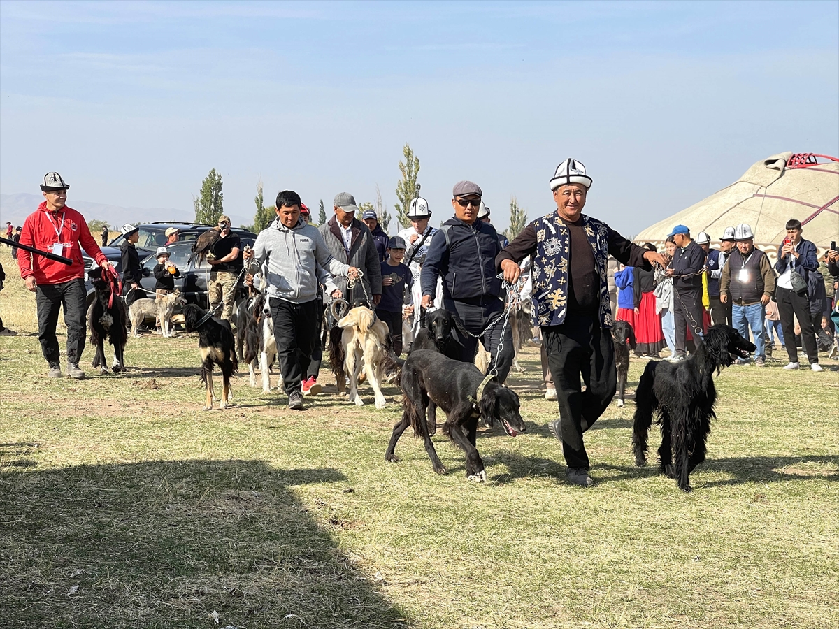 Kırgızistan'da Taygan cinsi köpekler ve Bürküt cinsi yırtıcı kuşlar tanıtıldı