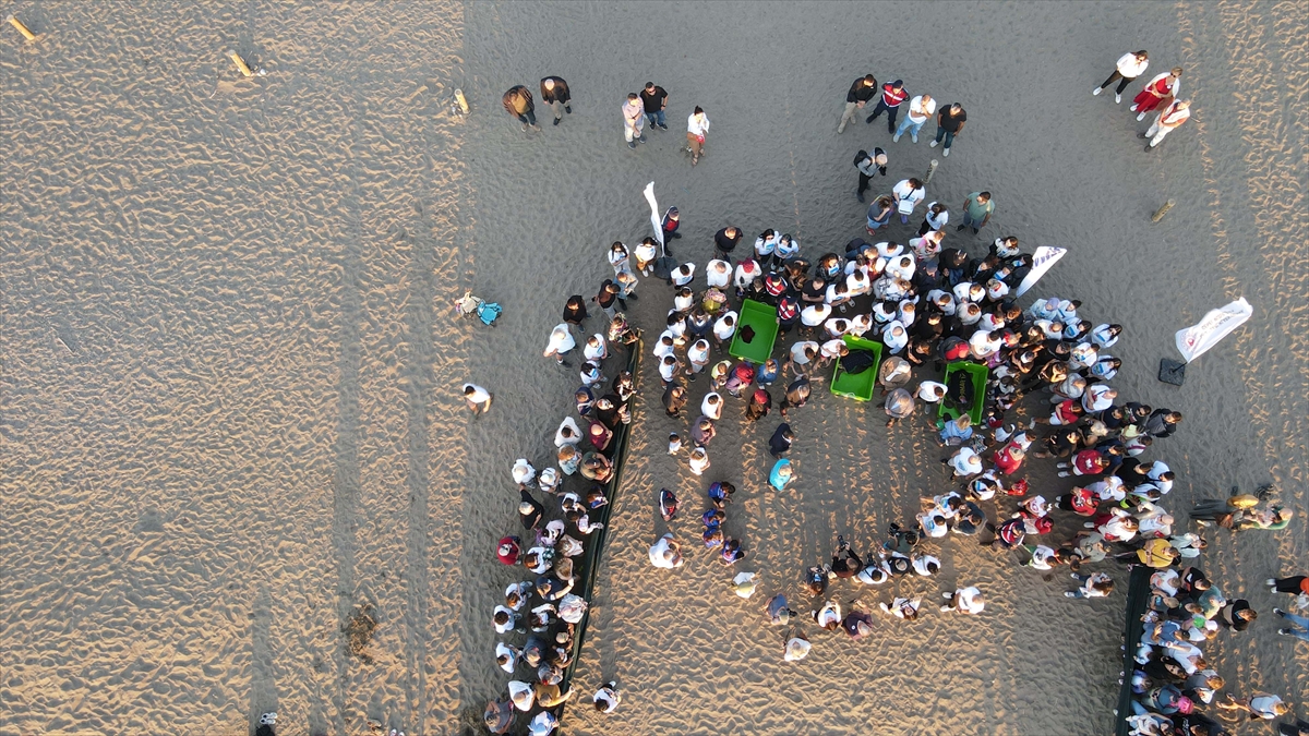 Muğla'da tedavileri tamamlanan 3 deniz kaplumbağası mavi sulara bırakıldı