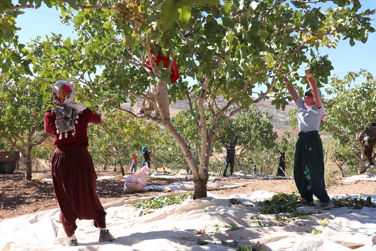 Siirt'te “Siirt Fıstığı Doğa ve Kültür Festivali” kapsamında fıstık hasadı yapıldı