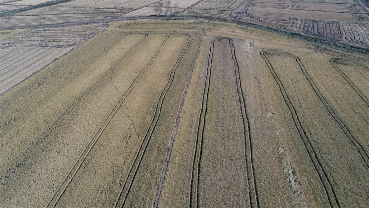 TZOB Genel Başkanı Bayraktar, Çanakkale'de sağanak ve doludan etkilenen tarım arazilerini inceledi