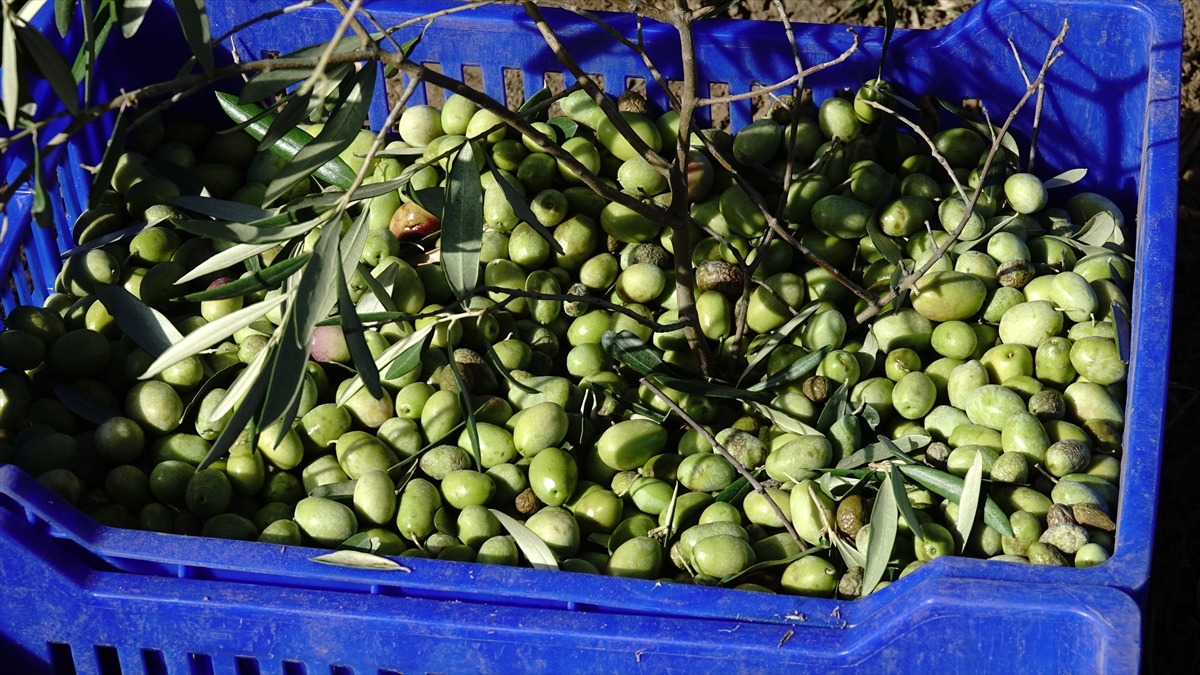 Zeytin üreticileri yağmur bekliyor