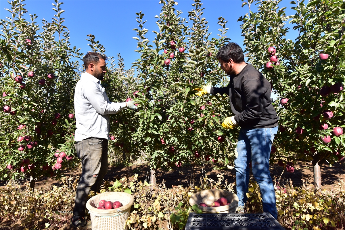 Devletten aldığı destekle kurduğu bahçede 200 ton elma üretti