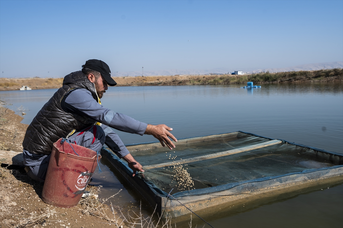 Duhok'taki Irak'ın en büyük balık tesisinde yıllık 1000 ton balık eti üretiliyor