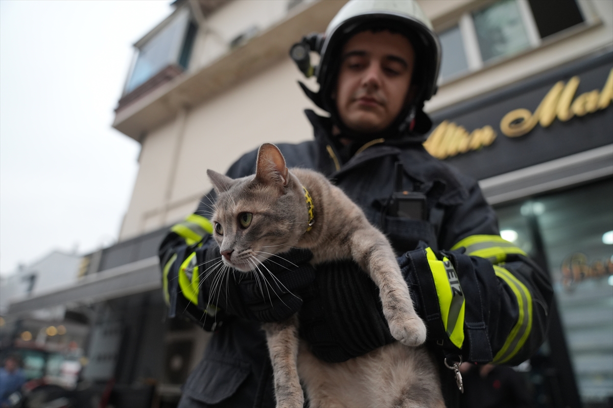 Düzce'de reklam tabelasına sıkışan 2 kediyi itfaiye kurtardı