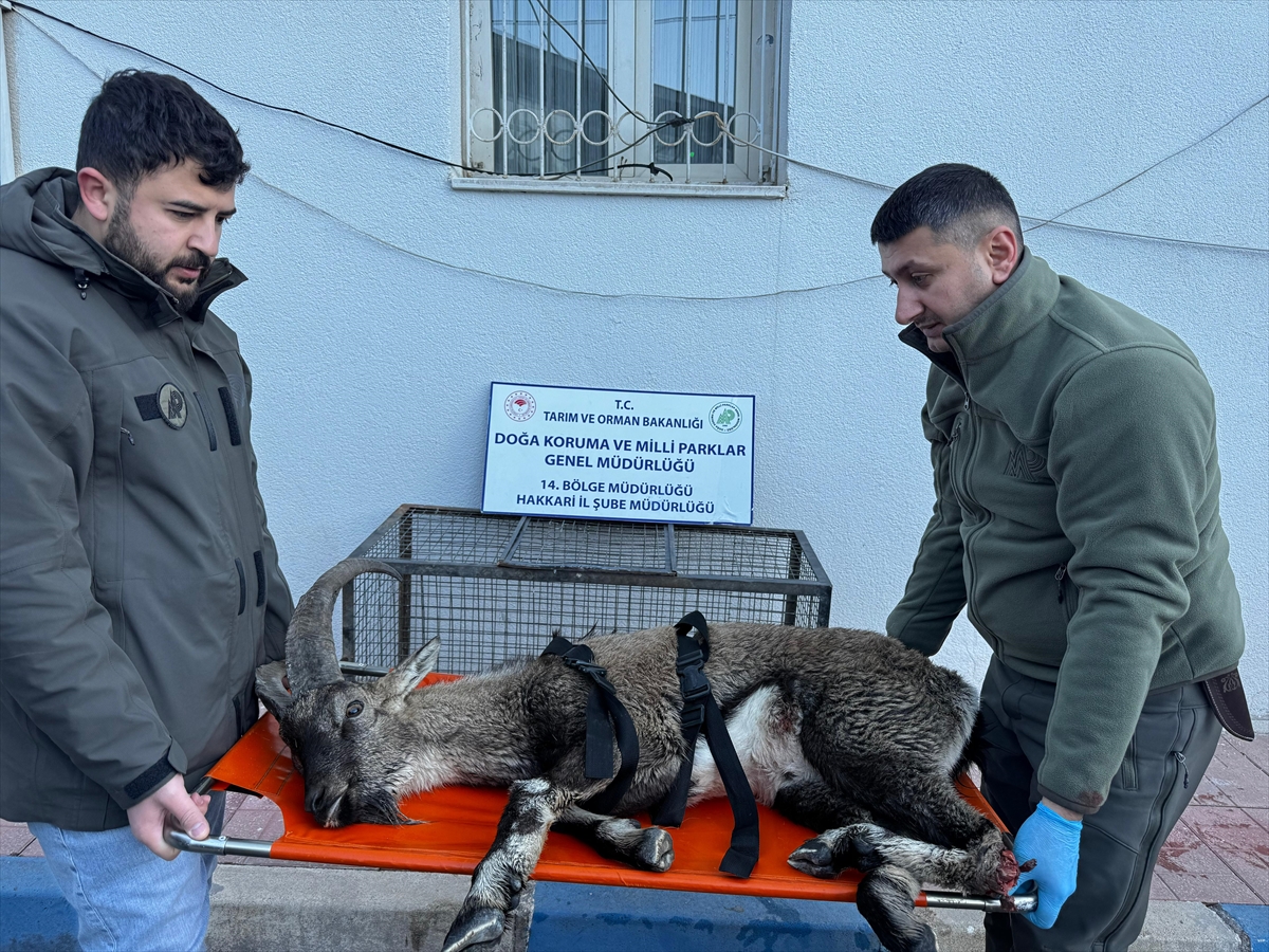 Hakkari'de bulunan yaralı dağ keçisi tedavi altına alındı