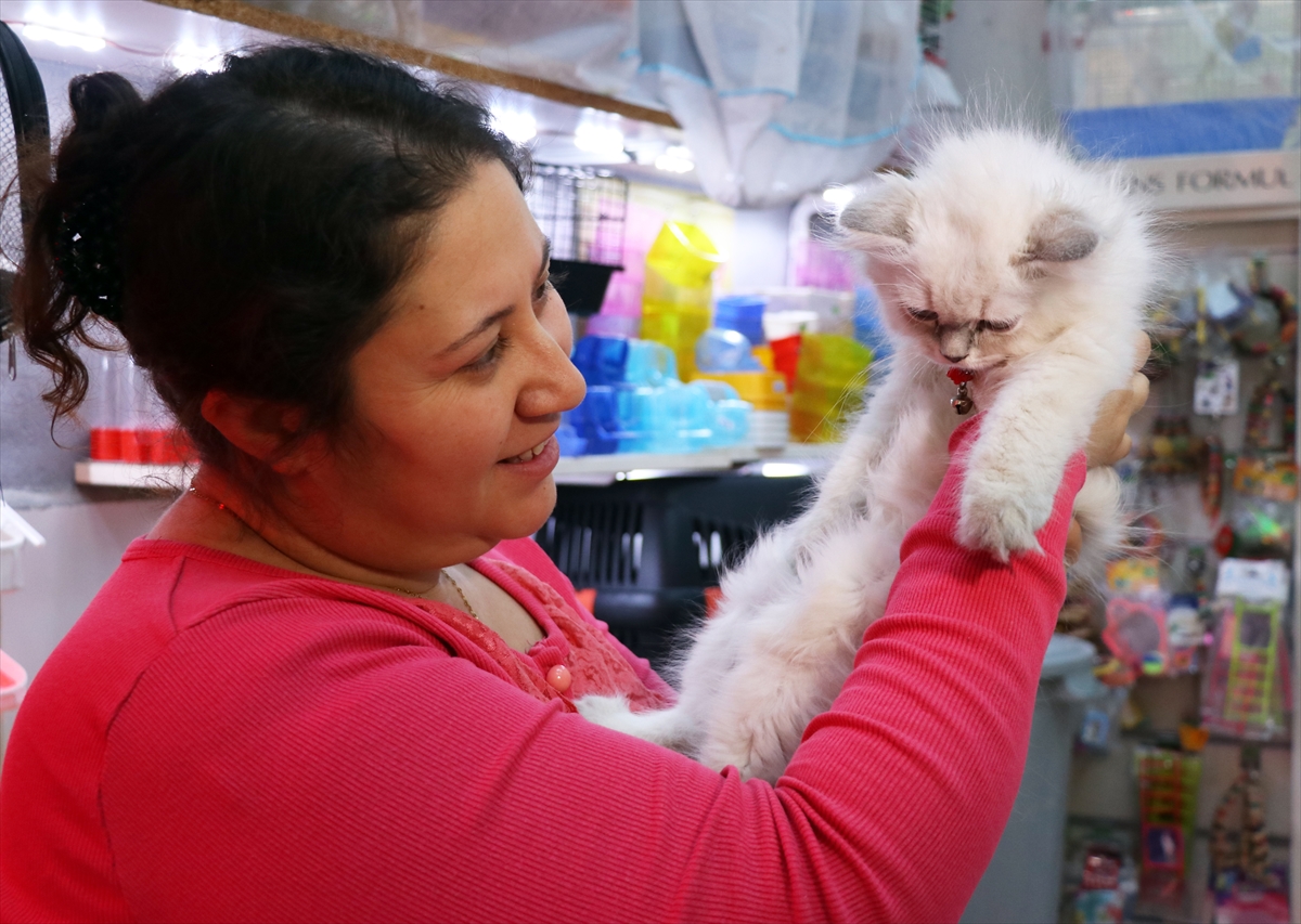 İzmir'de petshoptan çalınan kedi sosyal medya paylaşımları sonrası sahibine teslim edildi