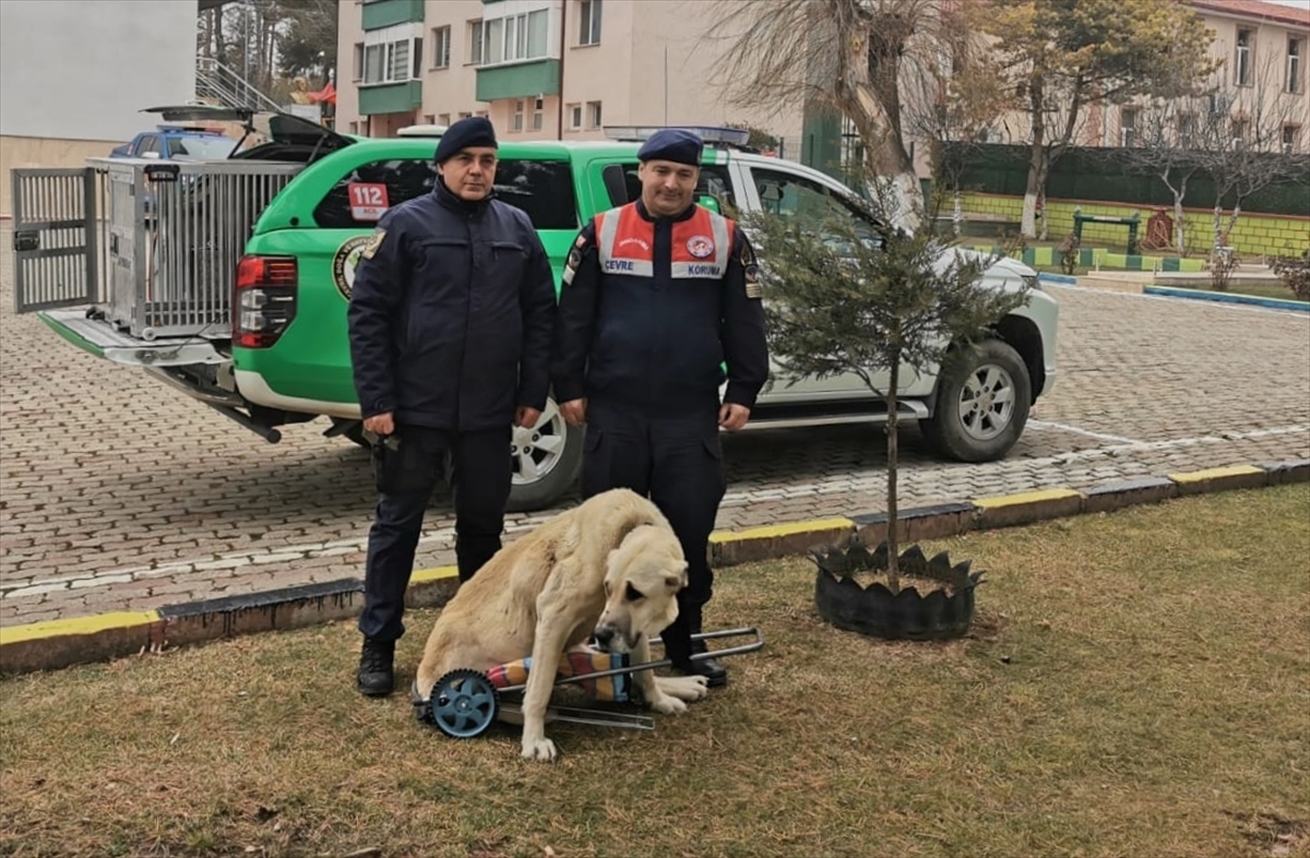 Yozgat'ta jandarma komutanı yürüyemeyen köpeğe pazar arabasından yürüteç yaptı