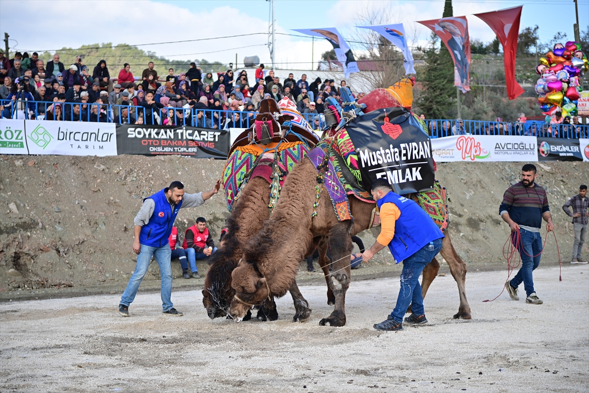 Antalya'da deve güreşi düzenlendi