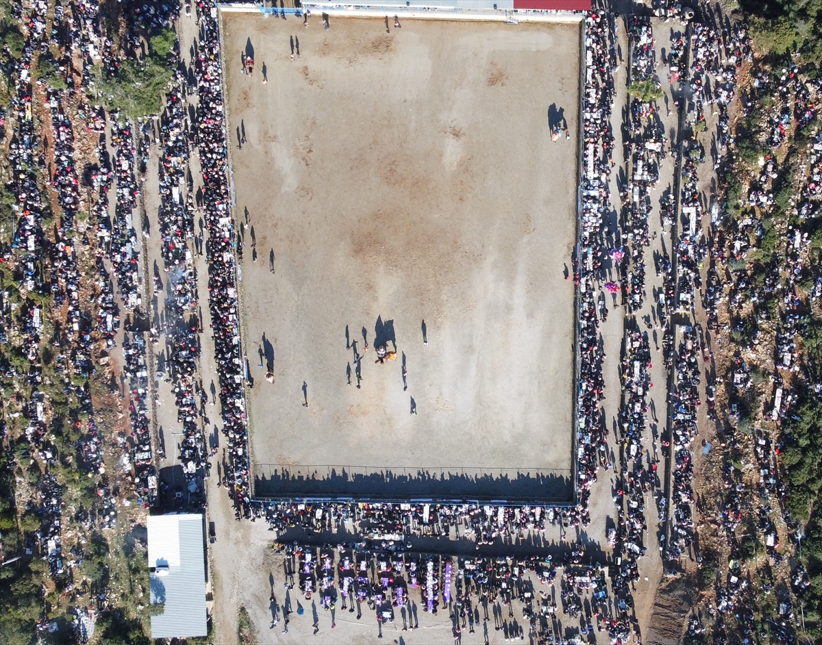 Bodrum'da “Geleneksel Deve Güreşi Festivali” yapıldı