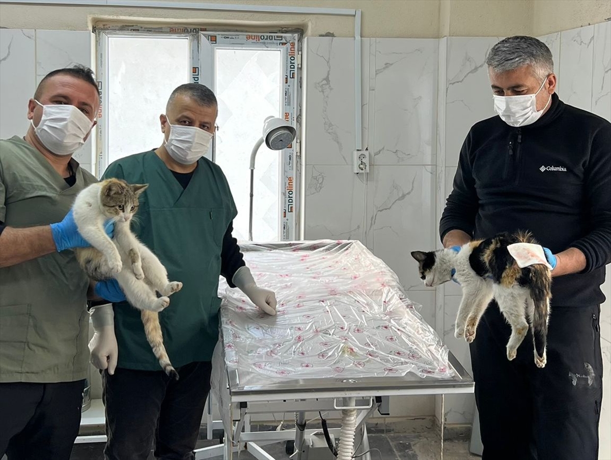 Hakkari'de soğuktan etkilenen 3 kediyi belediye ekipleri kurtardı