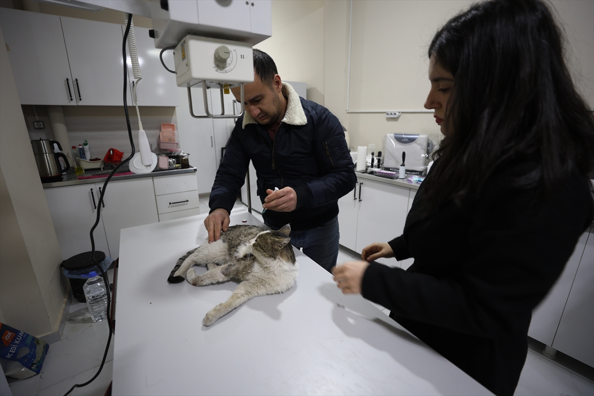 Iğdır'da sokakta bulunan felçli kedi tedavi altına alındı