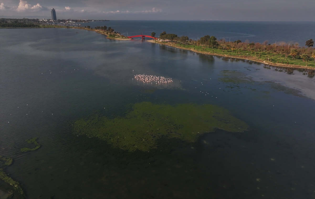 İzmir Körfezi'nde deniz yosunu tabakası oluştu