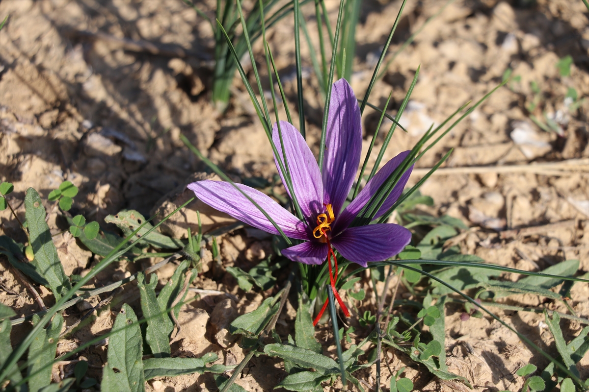 Karabük'te tıbbi aromatik bitki üretim alanı yüzde 74 arttı