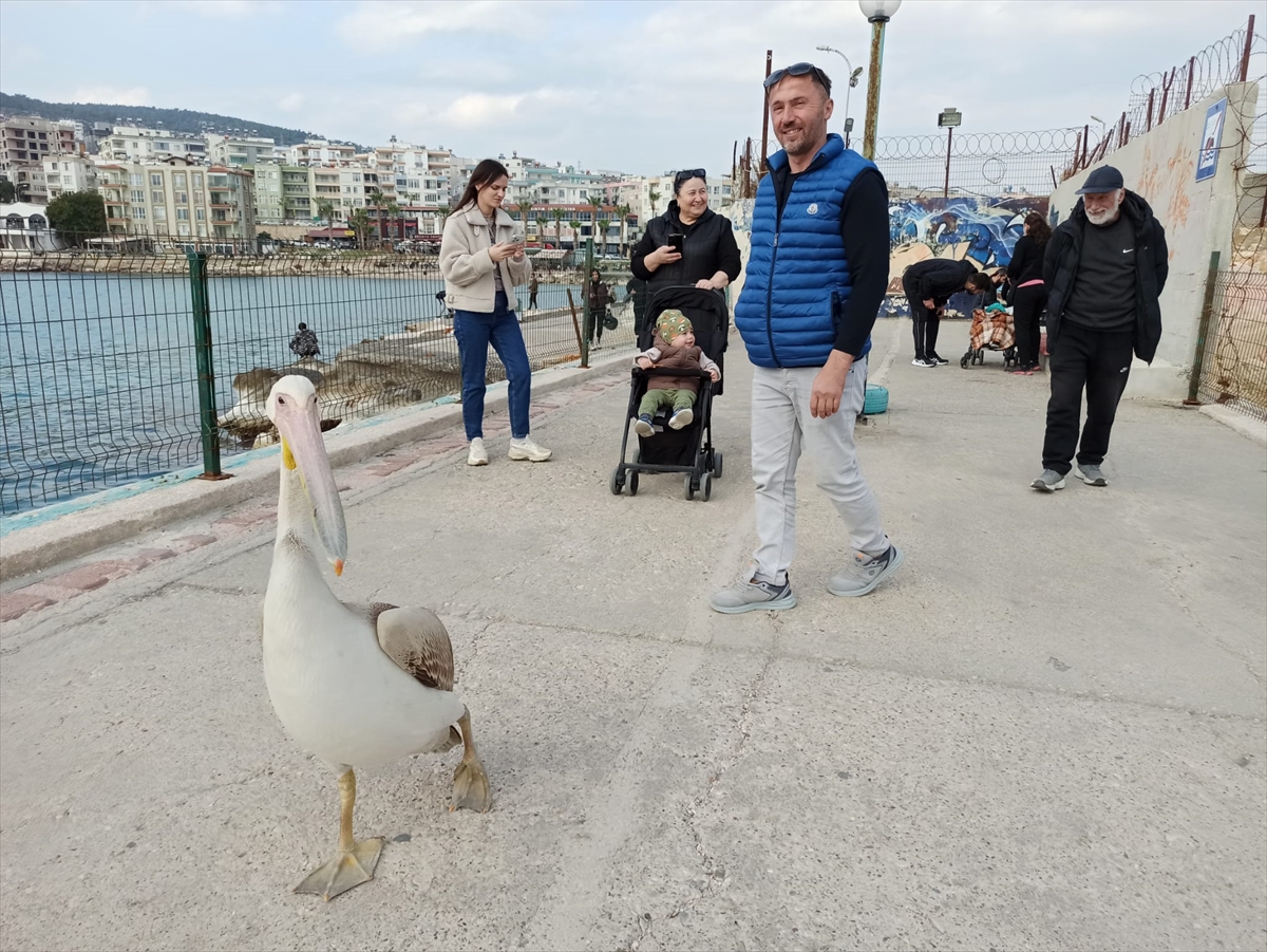 Mersin'de balıkçılar yanlarına gelen pelikanı besledi