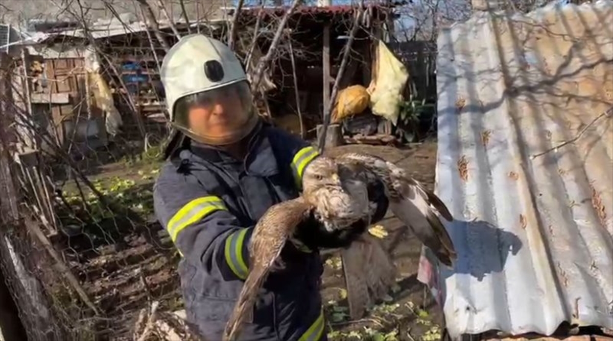 Ordu'da tavuk kümesinde mahsur kalan doğanı itfaiye ekipleri kurtardı