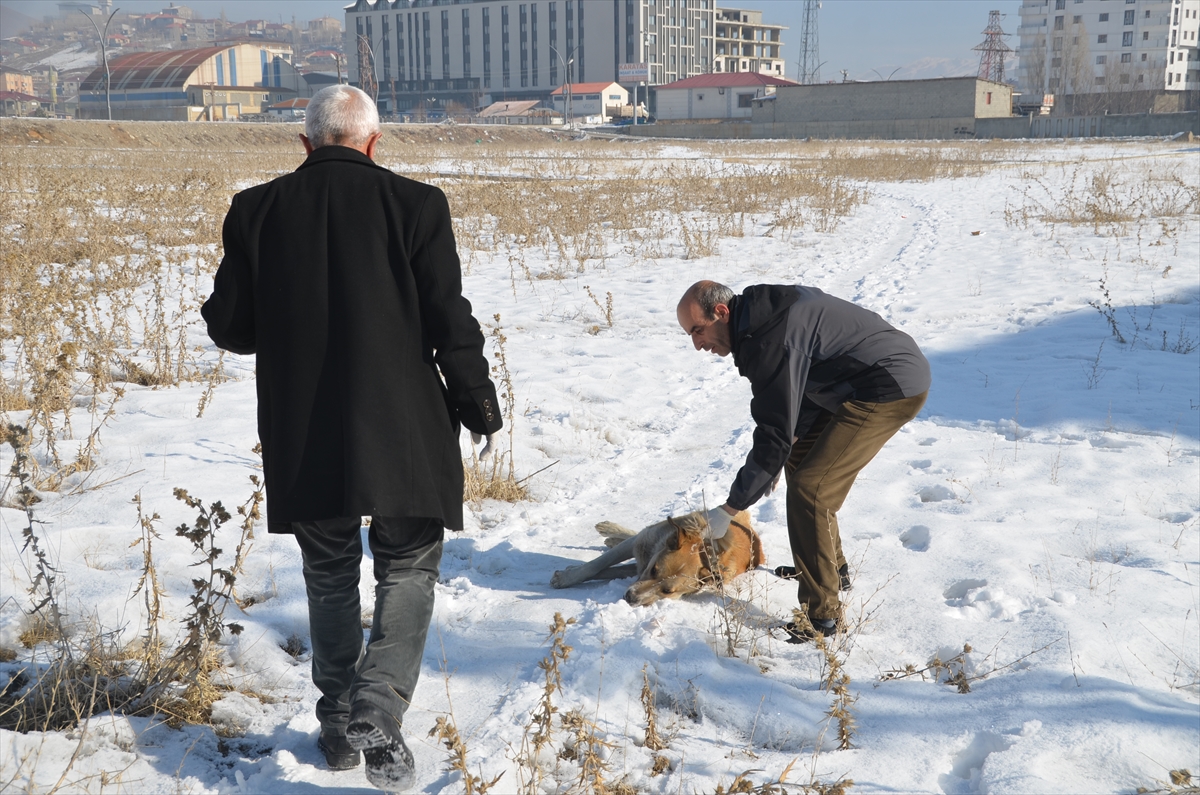 Yüksekova'da sahipsiz köpekler ekipler tarafından toplanıyor