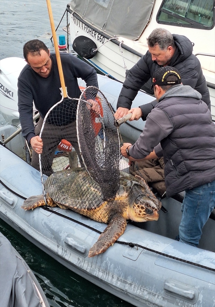 Çanakkale'de yat limanına giren 150 kilogramlık caretta caretta kurtarıldı