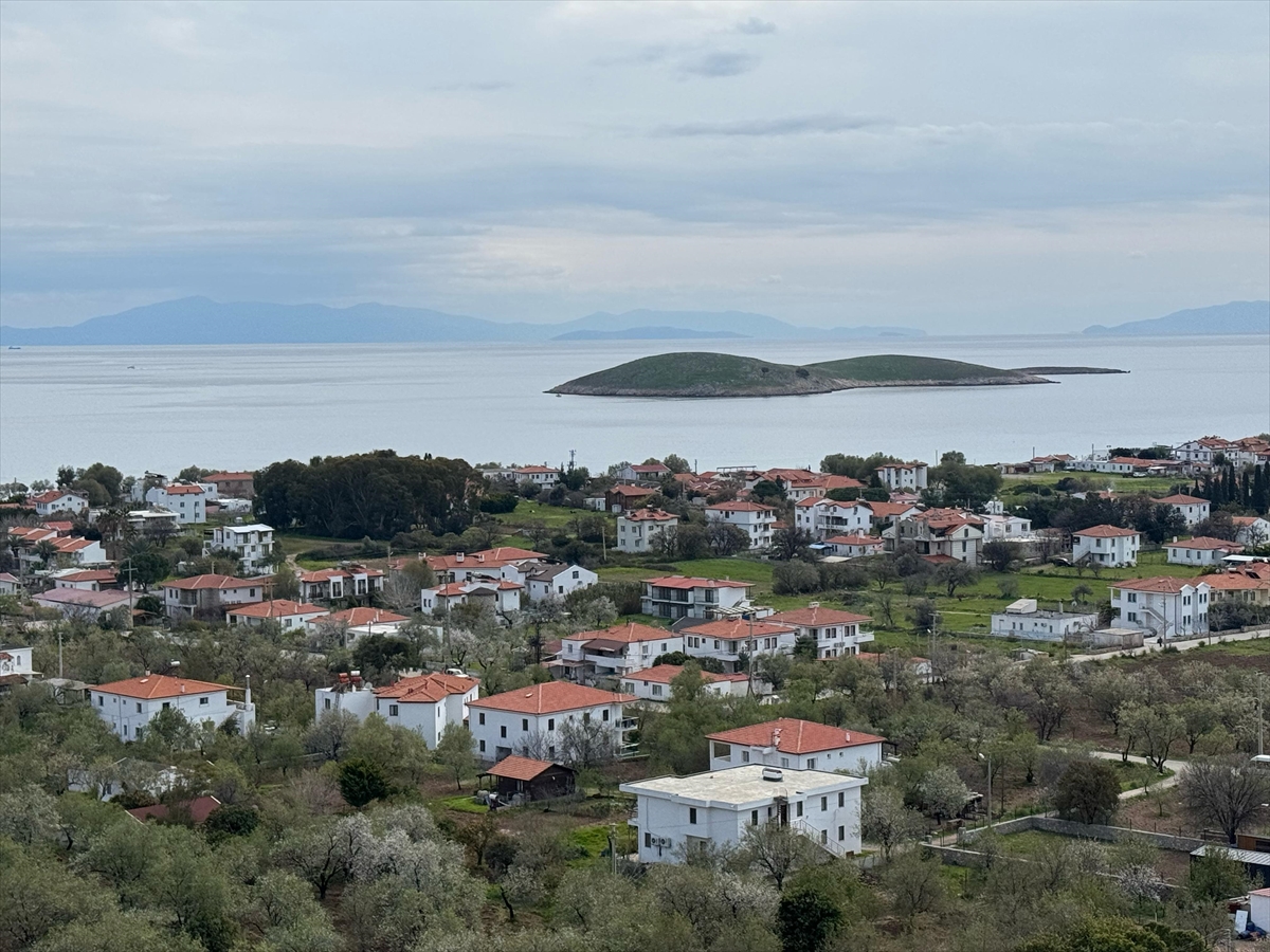 Datça'da mevsimin ilk badem çağlası toplanıyor