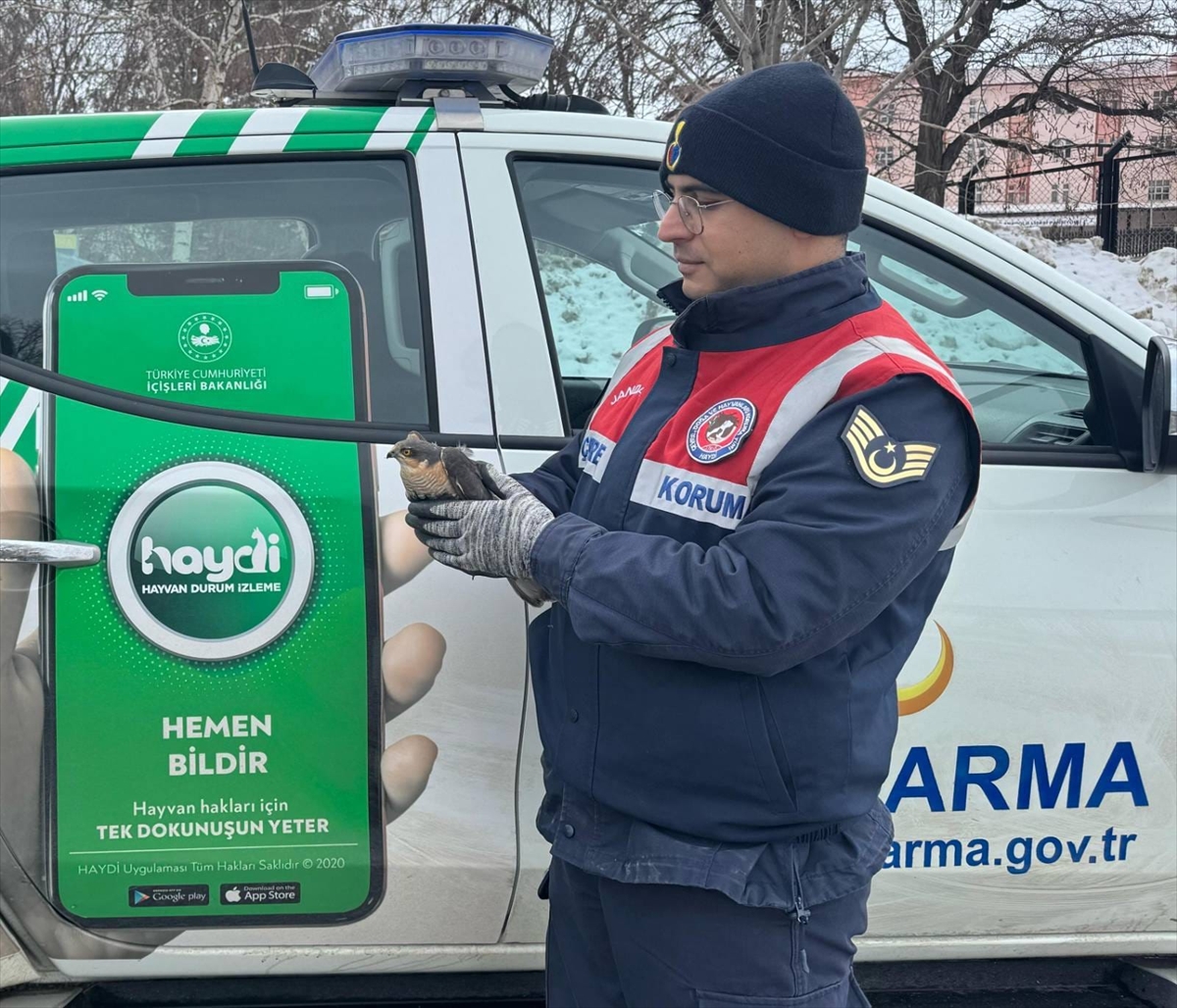 Erzurum'da jandarma tarafından bitkin bulunan atmaca tedaviye alındı