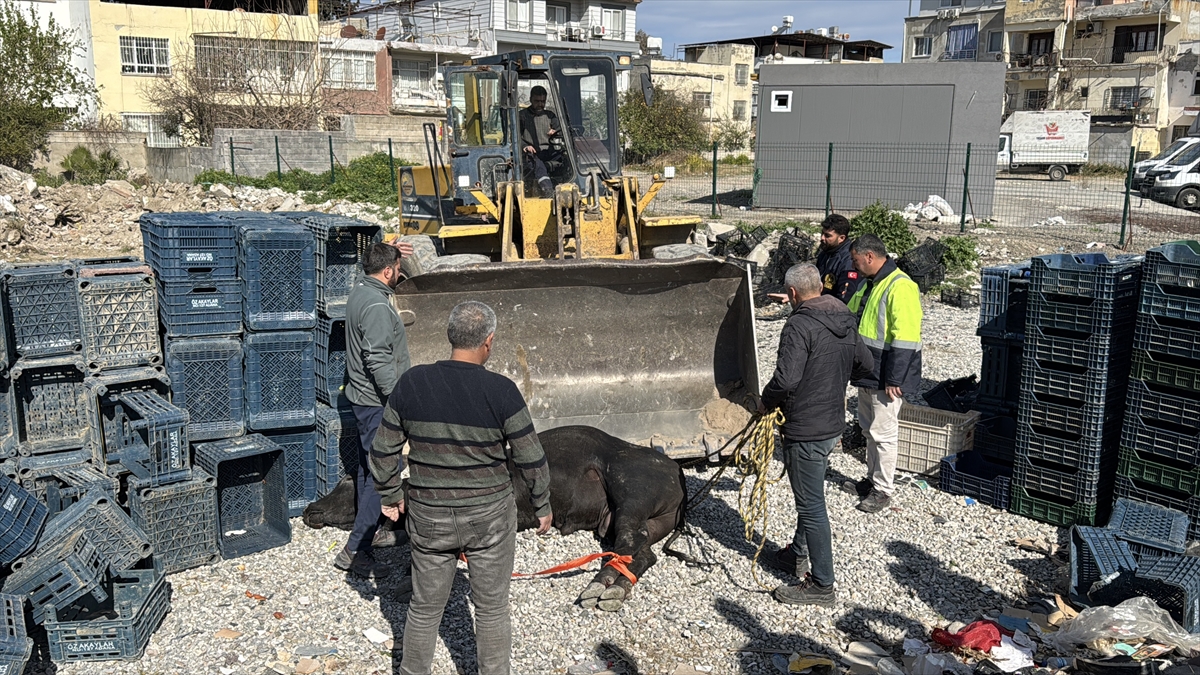 Hatay'da kaçan angus uyuşturucu iğneyle sakinleştirilerek yakalandı