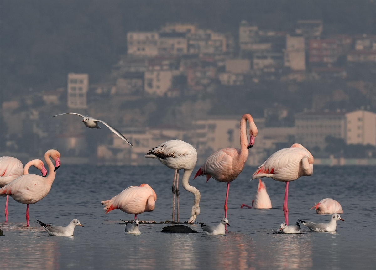 İzmir'in “şehirli” flamingoları iç körfezde besleniyor