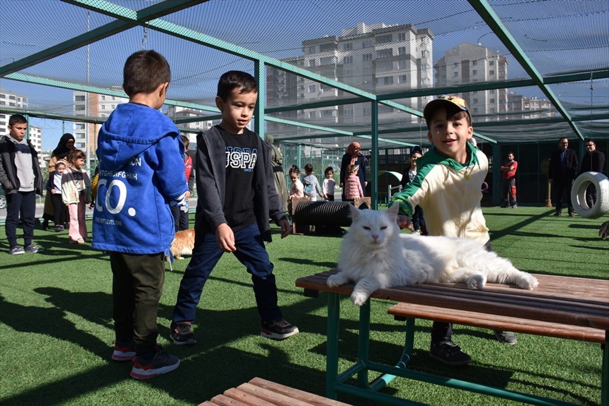 Kayseri'deki Küçük Dostlar Kedi Kasabası 9 yılda yaklaşık 42 bin kişiyi ağırladı