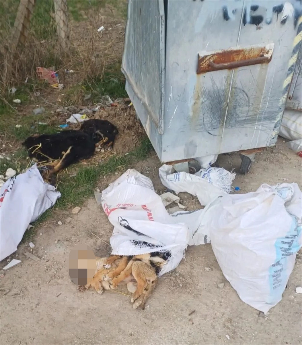 Kırklareli'nde ölü bulunan köpeklere ilişkin soruşturma başlatıldı