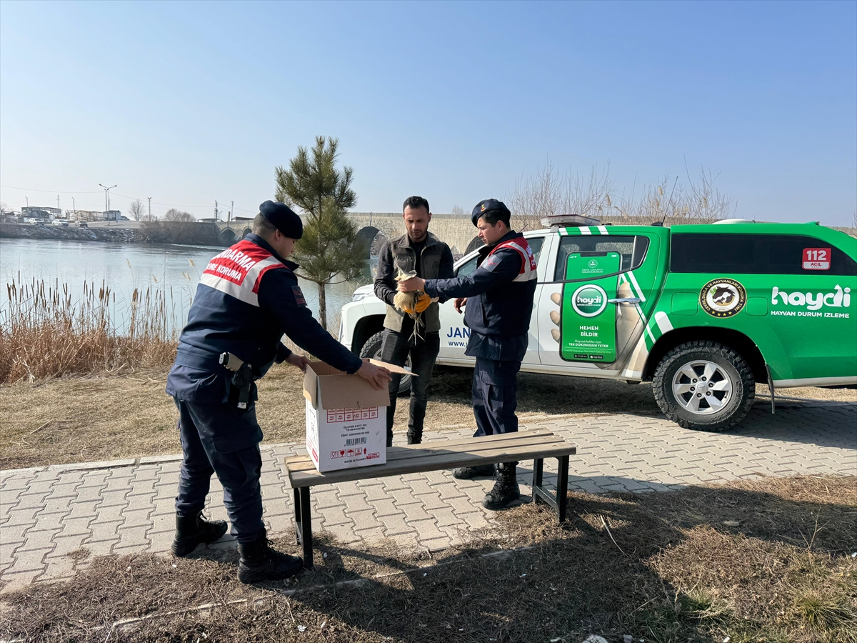 Muş'ta yaralı bulunan bayağı balaban tedaviye alındı